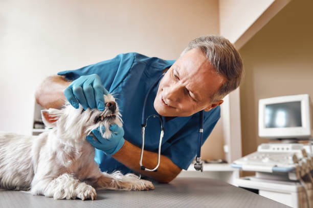 Best Walk-In Emergency Dental Services in Middleport, NY